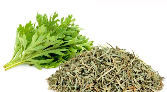 Sweet wormwood plant review and side effects wormwood side effects