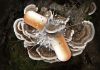 Turkey Tail Mushroom and Cancer Mushroom supplement